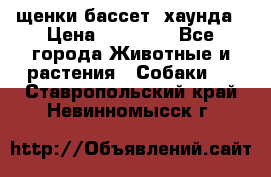 щенки бассет- хаунда › Цена ­ 20 000 - Все города Животные и растения » Собаки   . Ставропольский край,Невинномысск г.